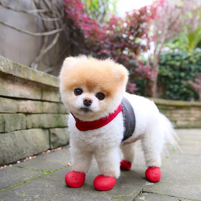 buddyboowaggytails 612k