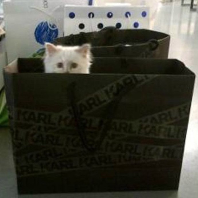 Karl a kotě