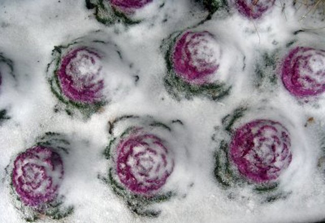 cabbage_2