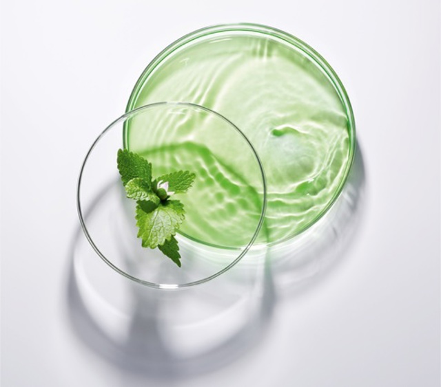ENDV NM INGREDIENT MELISSE PLVGF 120216 087d2 ENDV NM INGREDIENT MELISSE PLVGF 120216 087d2