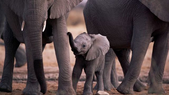 Cute Animal Elephant Baby with Family HD Beautiful Wallpaper 91039
