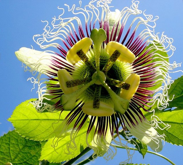 Flor_de_Maracuja Flor_de_Maracuja