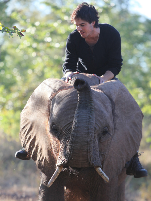 ian elephant 1 84f98