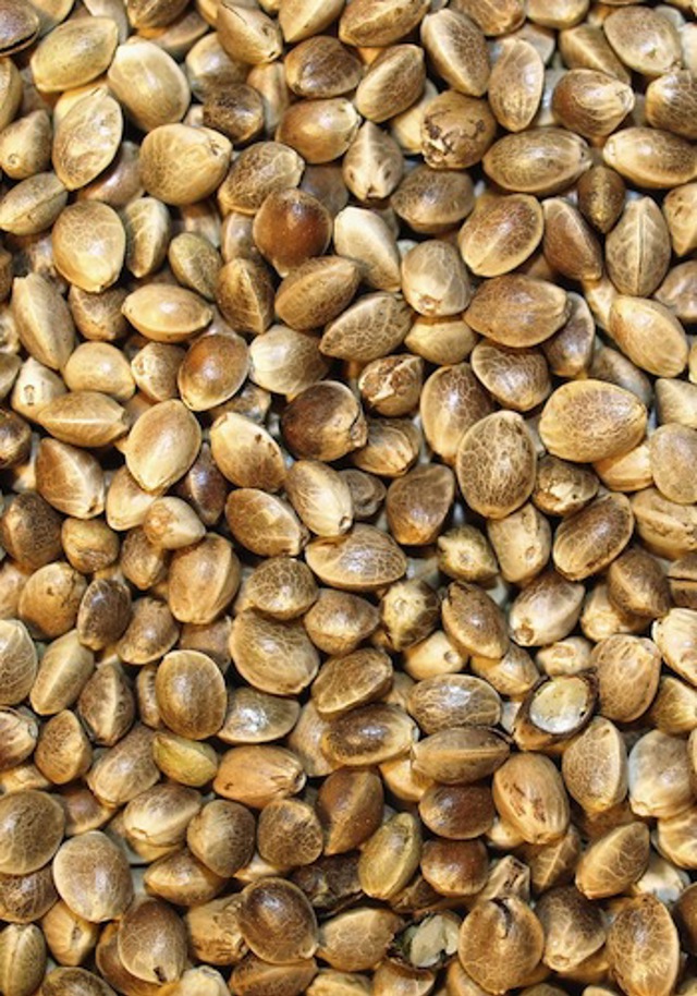 konopna_seminka konopna_seminka