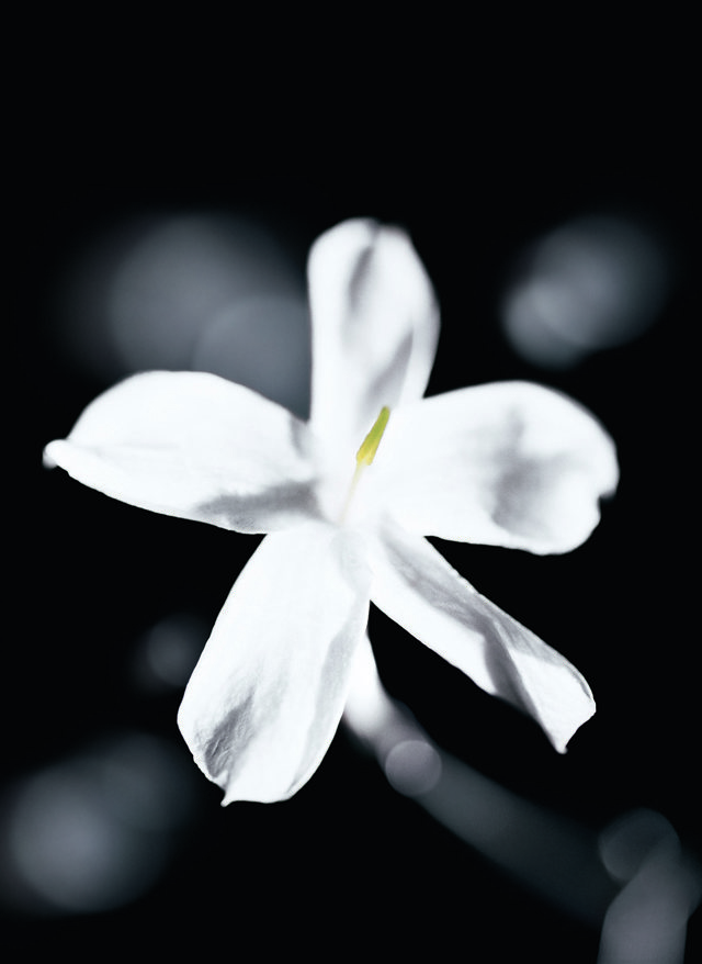 la-collection-eclat-de-jasmin la-collection-eclat-de-jasmin