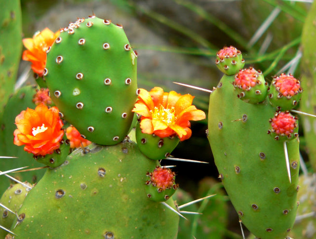 Opuntia_ovata_2 Opuntia_ovata_2