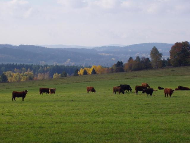 pastvina-u-farmy