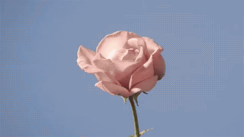 rose cbb7a
