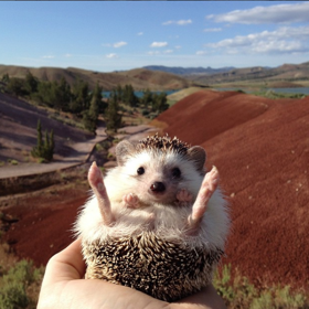 ježek na cestách biddythehedgehog 620 k ježek na cestách biddythehedgehog 620 k