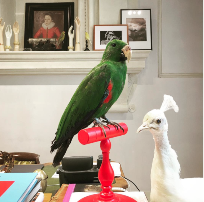 Proč všichni mluví o návrháři Gucci? Seznamte se, Alessandro Michele