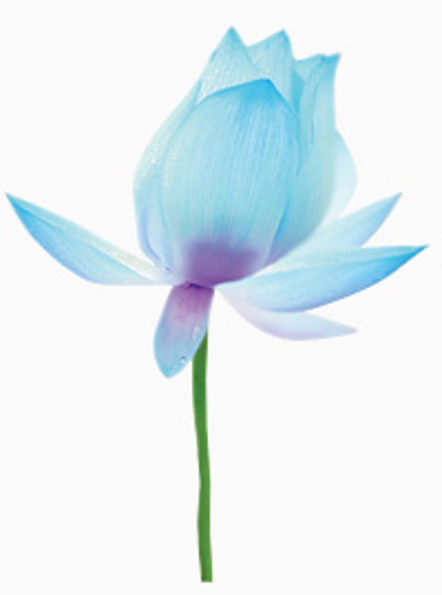 Water Lily