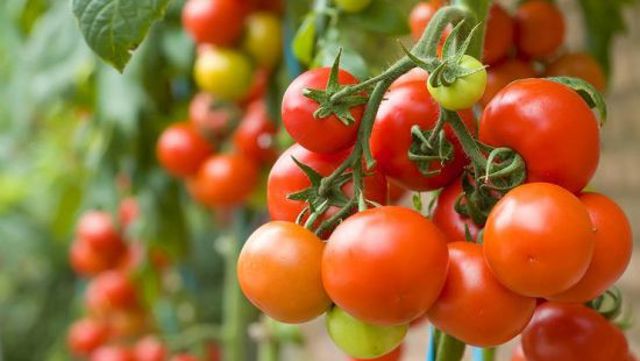 0 Tomatoes 474df 0 Tomatoes 474df