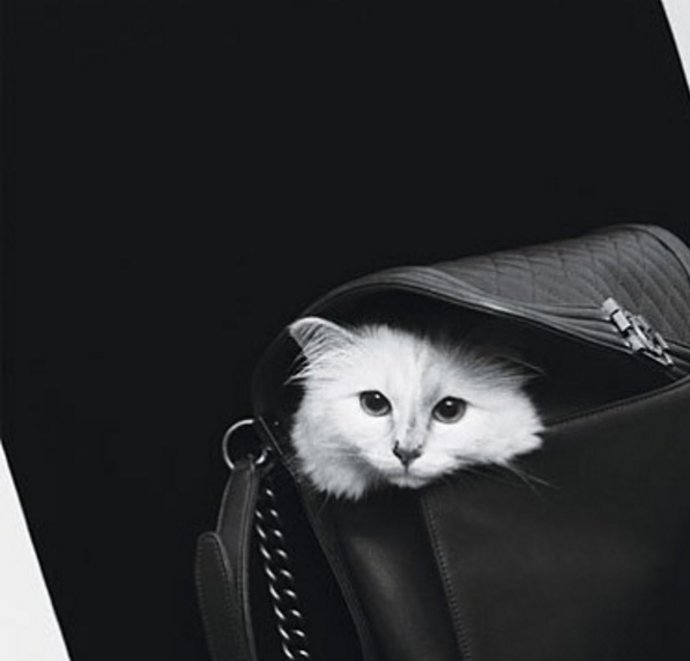 Choupette v kabelce Chanel
