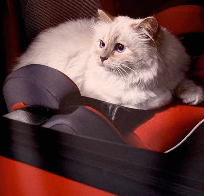 Z Instagramu Choupette @choupettesdiary