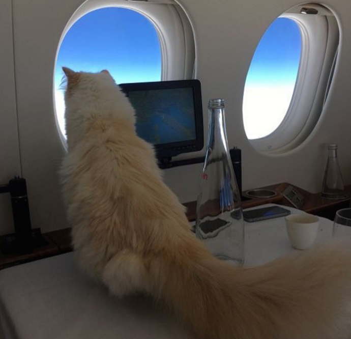 Choupette v letadle
