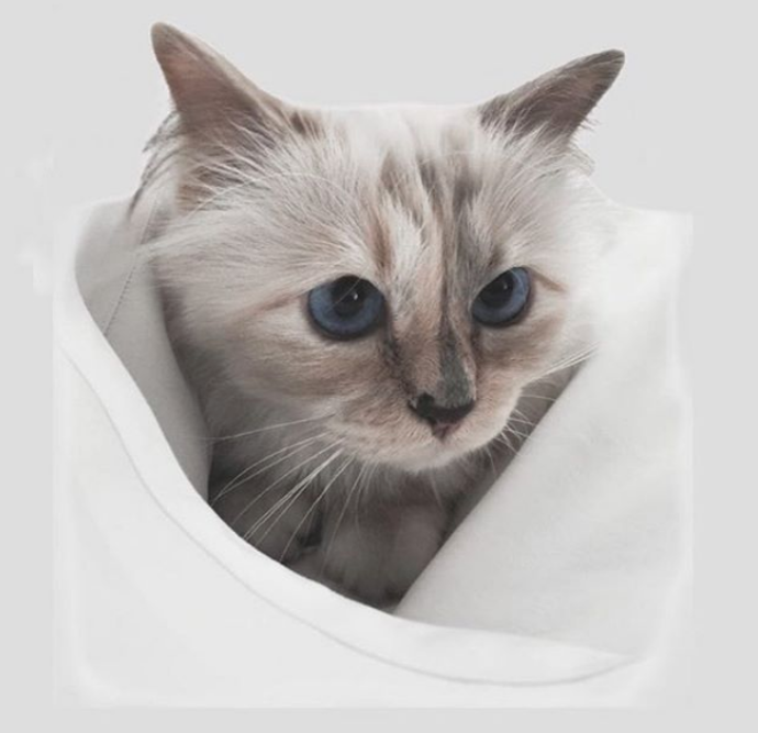 Z Instagramu Choupette @choupettesdiary