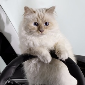 Choupette v reklamě na Opel Choupette v reklamě na Opel