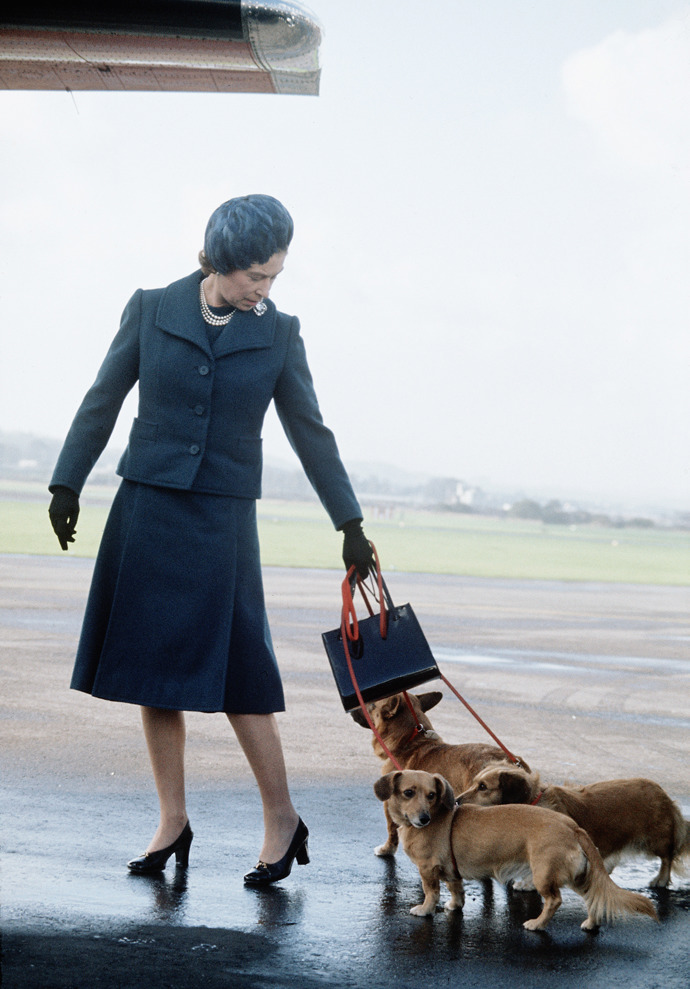  

Královna Alžběta ll. v roce 1974 po příjezdu na Aberdeen Airport. Doprovázena svými věrnými psími společníky. 
