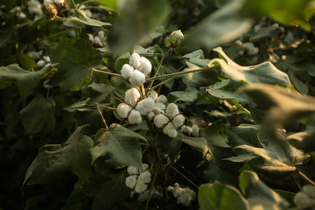 Seznamte se s iniciativou Better Cotton. Na srdci jí leží příroda Seznamte se s iniciativou Better Cotton. Na srdci jí leží příroda