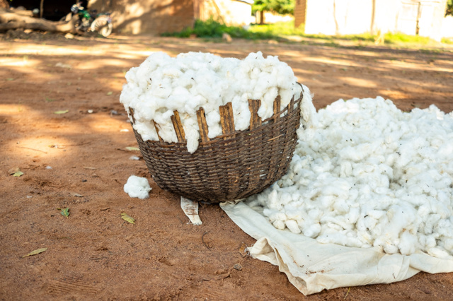Seznamte se s iniciativou Better Cotton. Na srdci jí leží příroda Seznamte se s iniciativou Better Cotton. Na srdci jí leží příroda