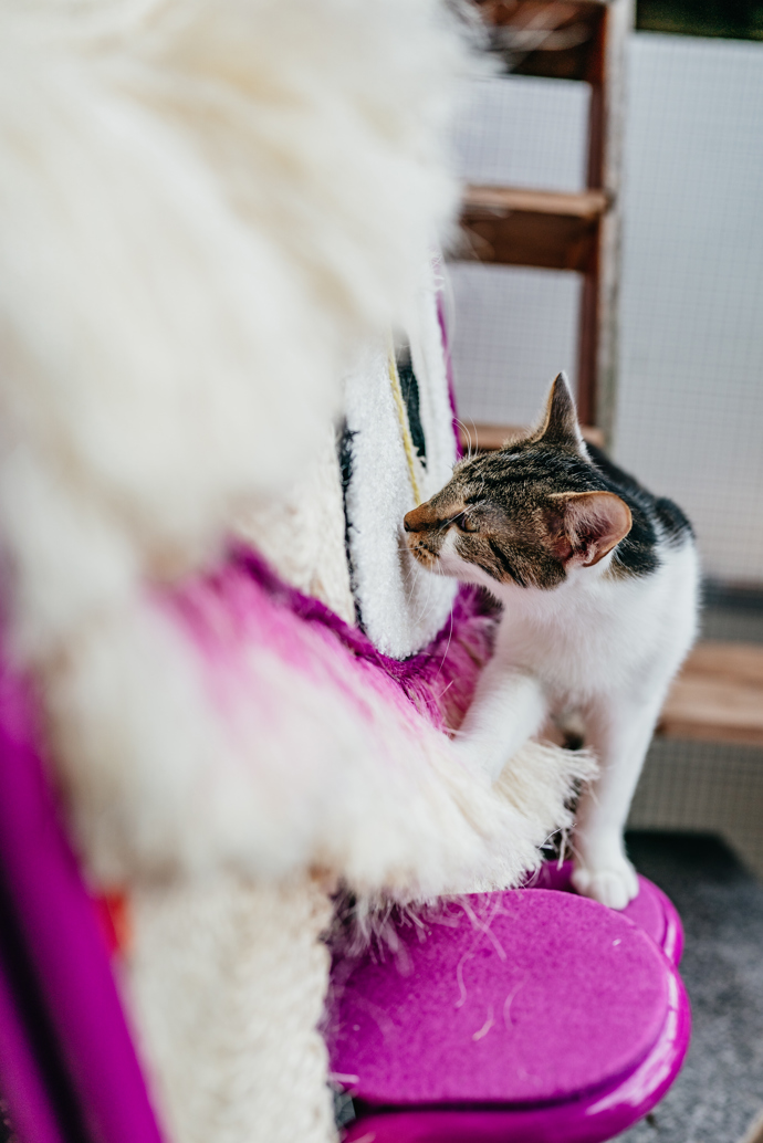 Vrnismus od Whiskas