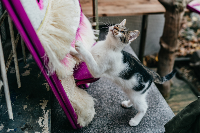Vrnismus od Whiskas