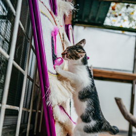 Vrnismus od Whiskas