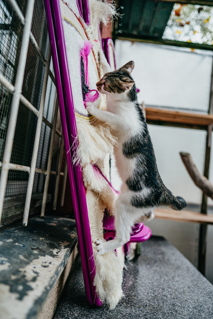 Vrnismus od Whiskas