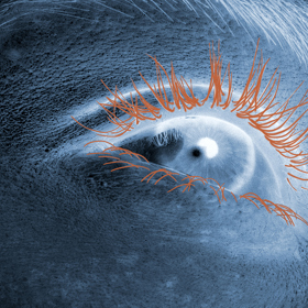 Technologie Beauty Tech Lash Anatomy Technologie Beauty Tech Lash Anatomy