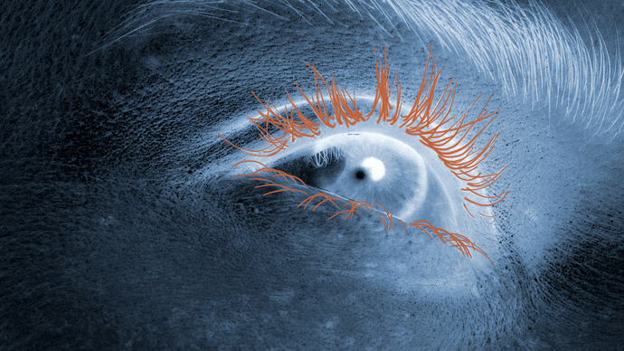  Technologie Beauty Tech Lash Anatomy