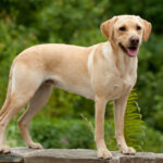 2. Labradorský retrívr. Má v podstatě tytéž charakterové vlastnosti jako zlatý retrívr. Nehodí se do malých bytů ani domů bez zahrad či dvorků.