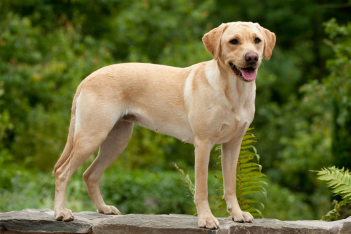 2. Labradorský retrívr. Má v podstatě tytéž charakterové vlastnosti jako zlatý retrívr. Nehodí se do malých bytů ani domů bez zahrad či dvorků.