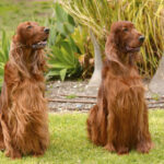 4. Irský setr. Skvělá volba pro všechny hyperaktivní děti. Je hravý a energický. Potřebuje hodně prostoru.