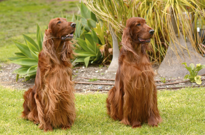 4. Irský setr. Skvělá volba pro všechny hyperaktivní děti. Je hravý a energický. Potřebuje hodně prostoru.