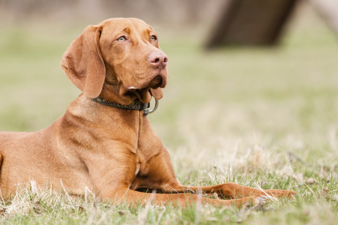 5. Maďarský ohař krátkosrstý. Oddaný a velmi klidný. Snadno se učí nové věci a nemá problémy s poslušností.
