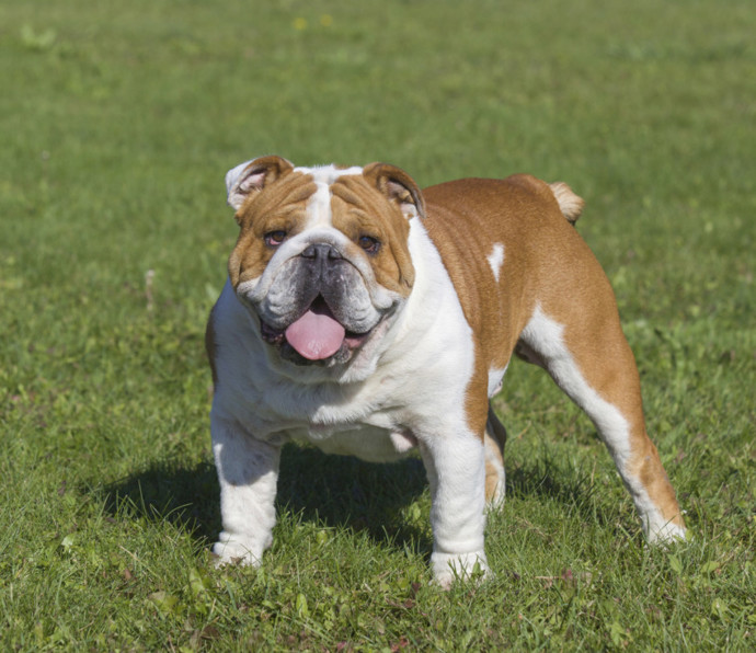 11. Buldok. Jeden z nejlepších psů k dětem podle American Kennel Club. Poslušný, přátelský, věrný. Nenechte se odradit jeho vzhledem!