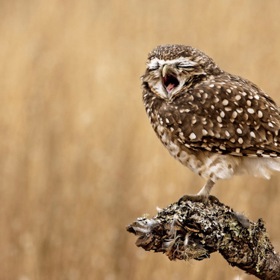 Dirigující sysel nebo liška zapíchnutá do sněhu. Podívejte se na nejvtipnější snímky volně žijících zvířat