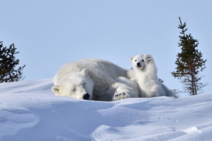 Nejvtipnější snímky volně žijících zvířat