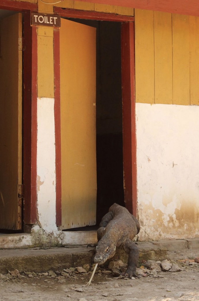 Nejvtipnější snímky volně žijících zvířat