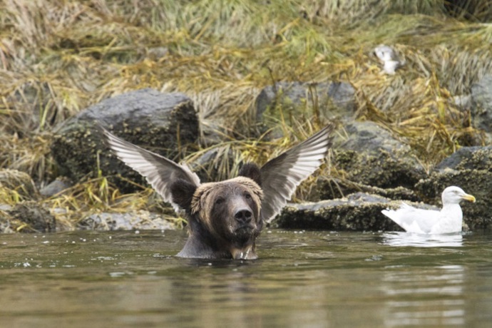 Nejvtipnější snímky volně žijících zvířat