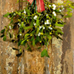 2. Pověste jmelí na všechny dveře.