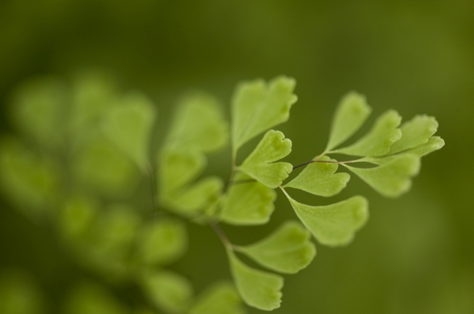 Podle Pantone je Greenery všudypřítomným odstínem, který se v současnosti dostává do popředí zájmu designérů, architektů a tak dále.