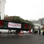 Vánoční stromeček pochází z Pensylvánie. Jde o zhruba 5,7 metrů vysokou douglasku.