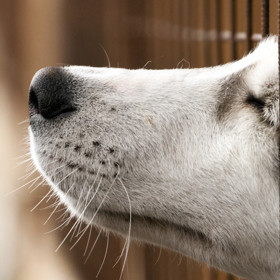 4. Udělejte radost tomu, co má míň než vy. Dobré skutky čarují úsměvy na tváři. Říká věda! Namísto izolace od společnosti se zapojte do místní charitativní organizace. Nebo přijměte víkendovou brigádu v útulku pro psy. Budete v kontaktu s lidmi a zahřeje vás vědomí, že děláte tento svět hezčí.