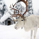 1. V Laponsku lehce potkáte soba. A budete mít radost oba.