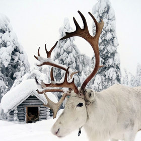 1. V Laponsku lehce potkáte soba. A budete mít radost oba.