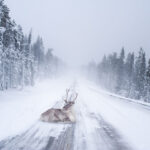 4. Na laponských silnicích vás čeká nejedno překvapení.