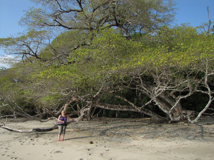 Je tak toxická, že pod ní můžete stát, jen když právě neprší.