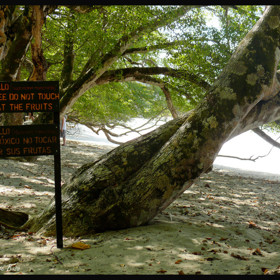 Mancinelly jsou sice nebezpečné, ale současně hrajou významnou roli v místních ekosystémech. Mimo jiné skvěle chrání pobřeží před erozí.
