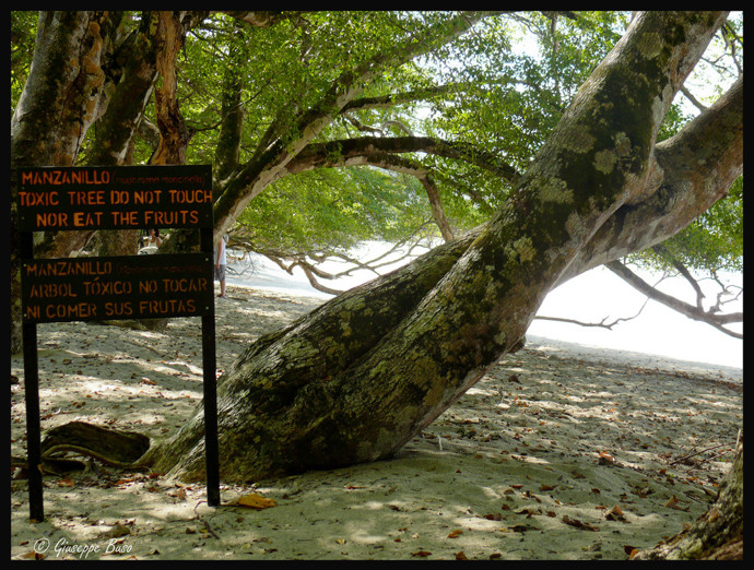 Mancinelly jsou sice nebezpečné, ale současně hrajou významnou roli v místních ekosystémech. Mimo jiné skvěle chrání pobřeží před erozí.